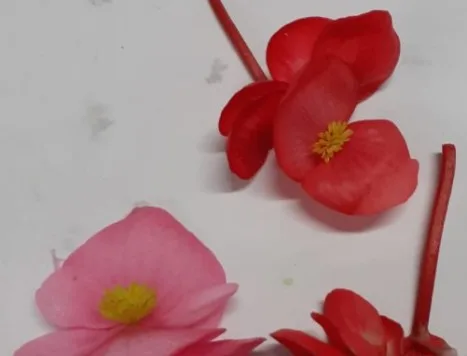 Fiori di begonie Montoro Erbe