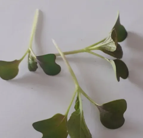 Germogli di pak choi rosso Montoro Erbe