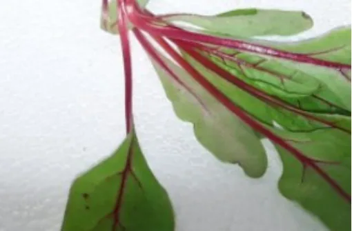 Bietola chard Montoro Erbe