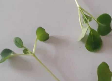 Germogli di pak choi Montoro Erbe