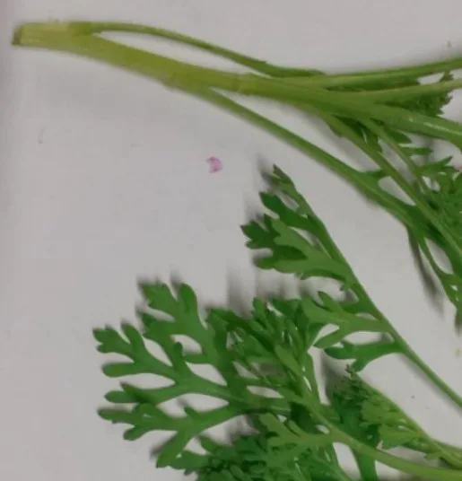 Crisantemo da insalata Montoro Erbe