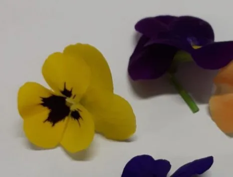Fiori di viole Montoro Erbe