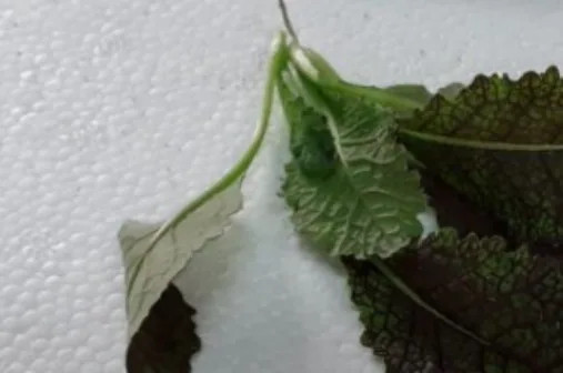 Mostarda (foglie) Montoro Erbe