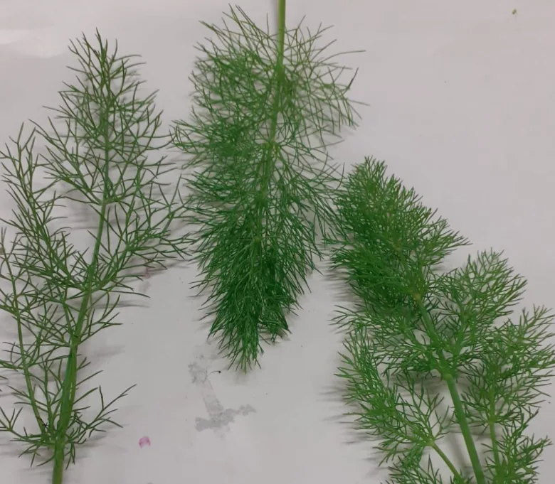 Acetosella Montoro Erbe
