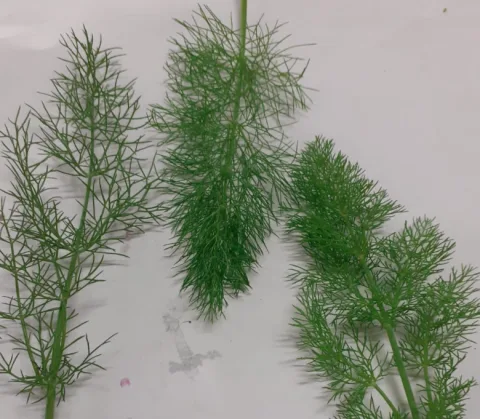 Acetosella Montoro Erbe