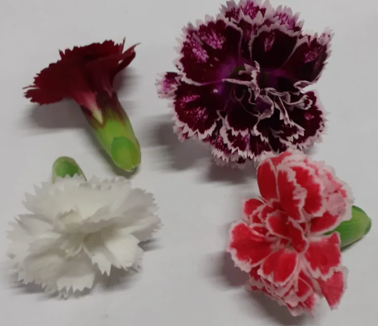 Fiori viole Montoro Erbe