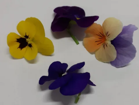 Fiori di garofani Montoro Erbe