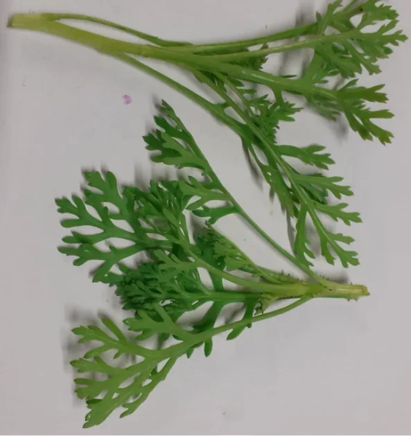 Germogli mostarda Montoro Erbe