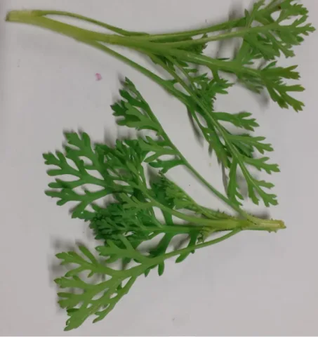 Germogli mostarda Montoro Erbe