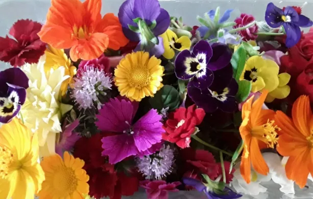 Fiori eduli mix Montoro Erbe