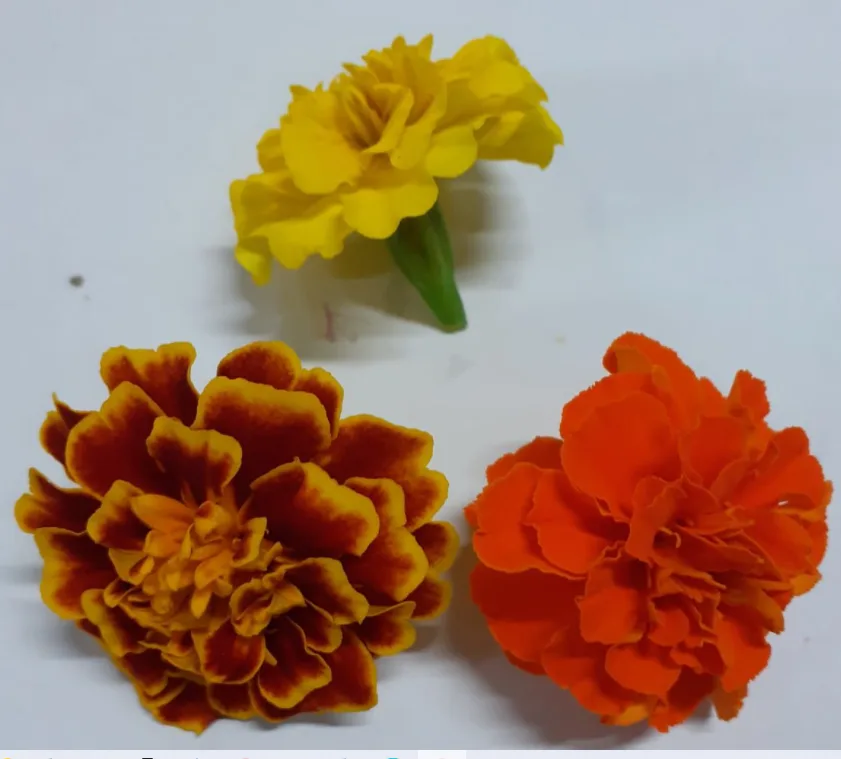 Fiori di tagete Montoro Erbe