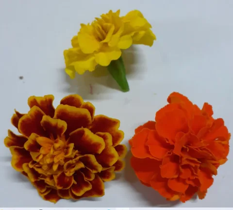Fiori di tagete Montoro Erbe