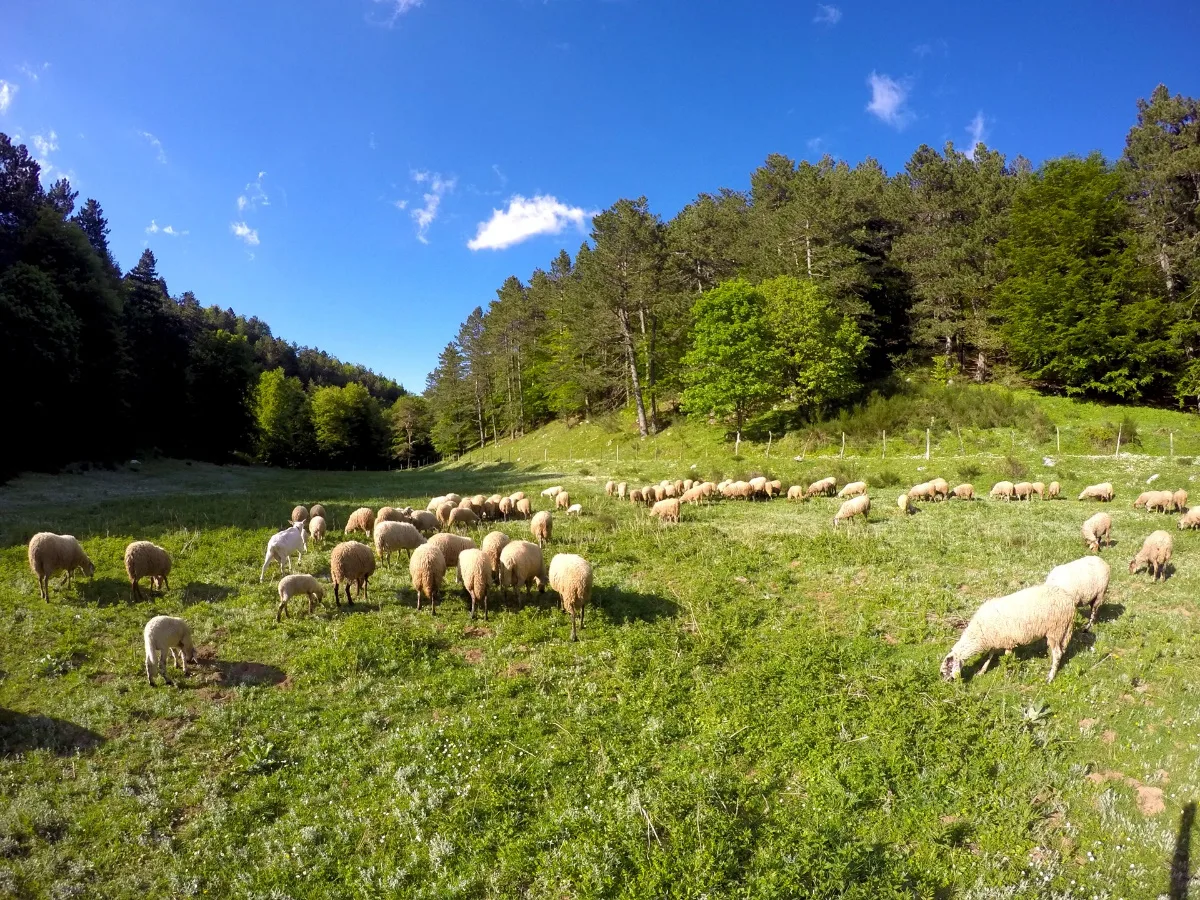 Pecorino di Bagnoli Irpino semistagionato Raiamagra