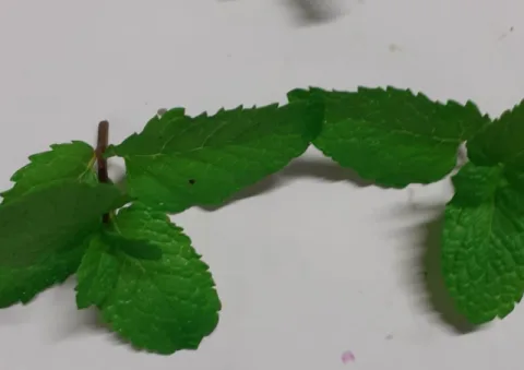 Menta bergamotto Montoro Erbe