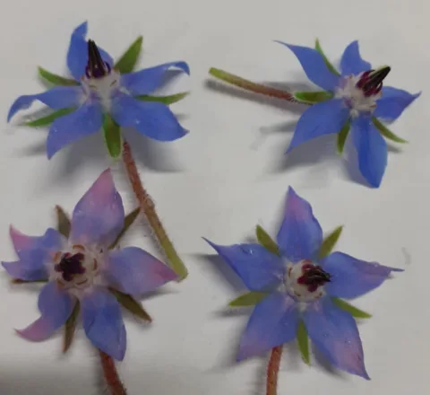 Fiori di borragine Montoro Erbe