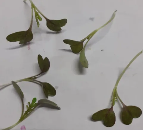 Crisentimo di insalata Montoro Erbe