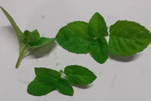 Menta piperita Montoro Erbe