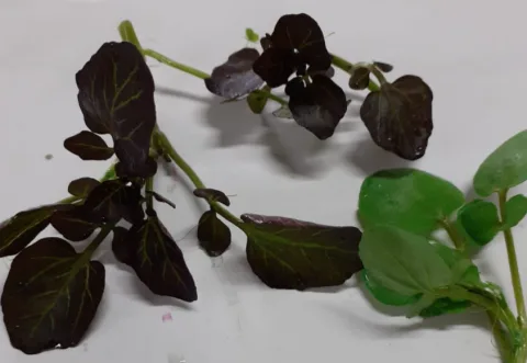 Pimpinella Montoro Erbe