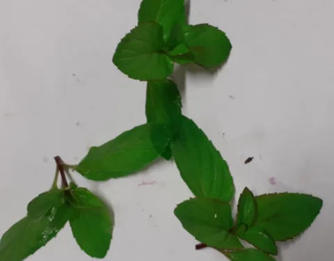 Acetosa rosse Montoro Erbe