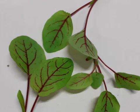 Germogli di bietola rossa Montoro Erbe