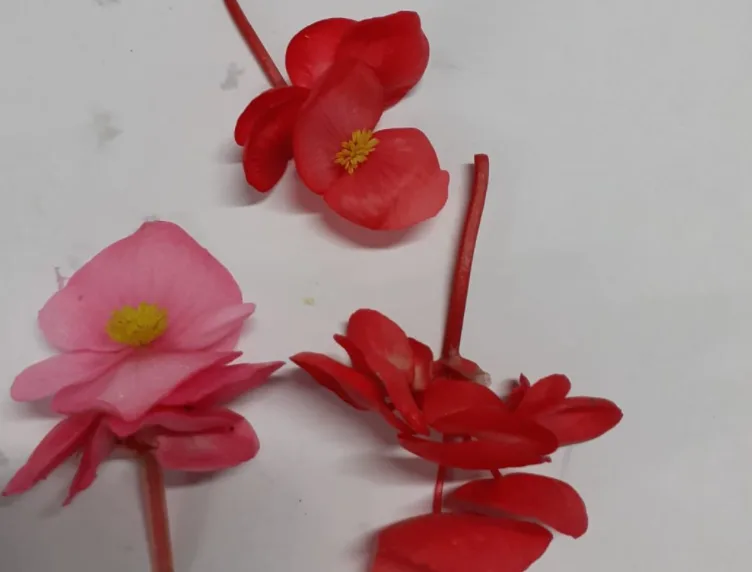 Fiori di bocche di leone Montoro Erbe