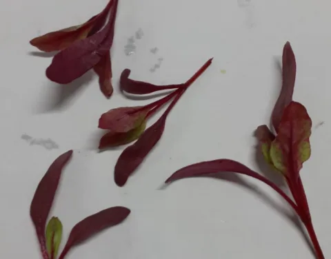 Bietola ciard Montoro Erbe